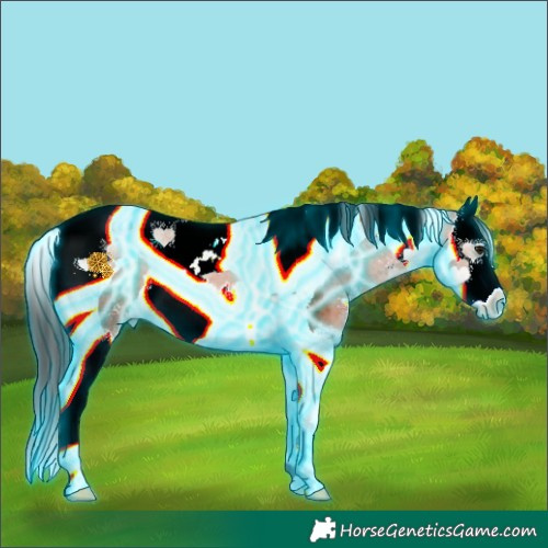 Horse Color:Thunderstruck Bay Sabino Splash Tobiano 