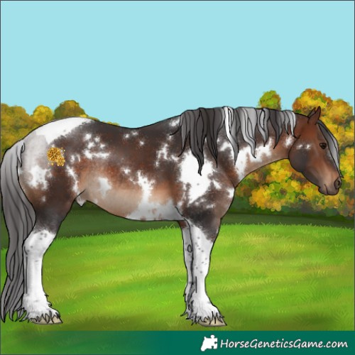Horse Color:White Spotted Brown Tobiano Rabicano 