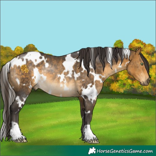 Horse Color:White Spotted Buckskin Rabicano 