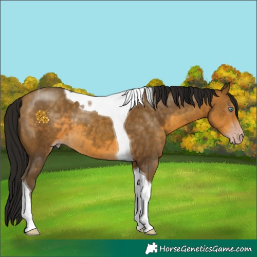 Horse Color:Gray Sable Cream Champagne Tobiano 