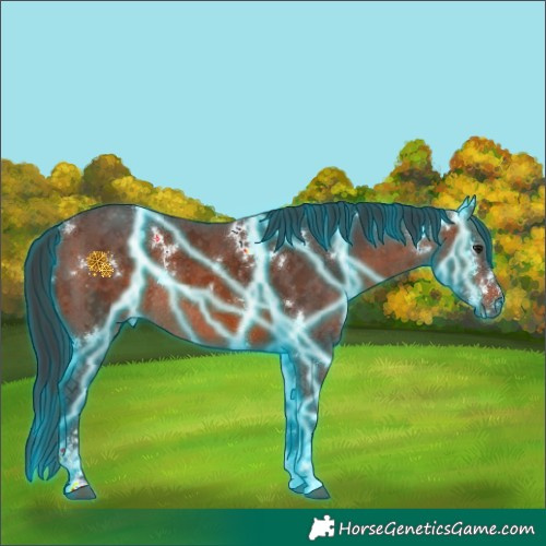 Horse Color:Thunderstruck White Spotted Brown Sabino Rabicano 