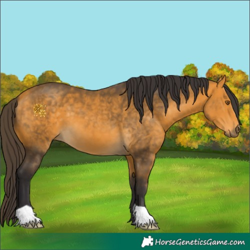 Horse Color:Buckskin 