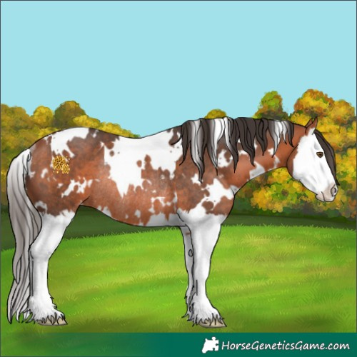 Horse Color:White Spotted Bay Splash Appaloosa Rabicano 