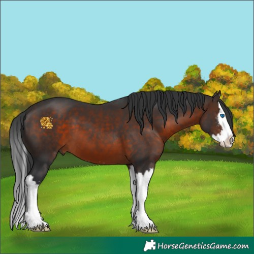 Horse Color:Brown Sabino Splash 