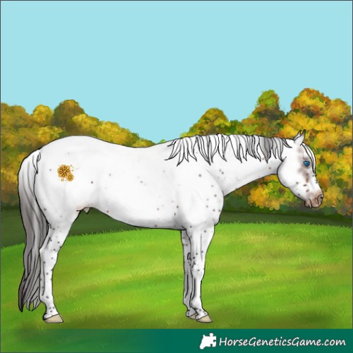 Horse Color:Brown Sabino Frame Appaloosa Rabicano 