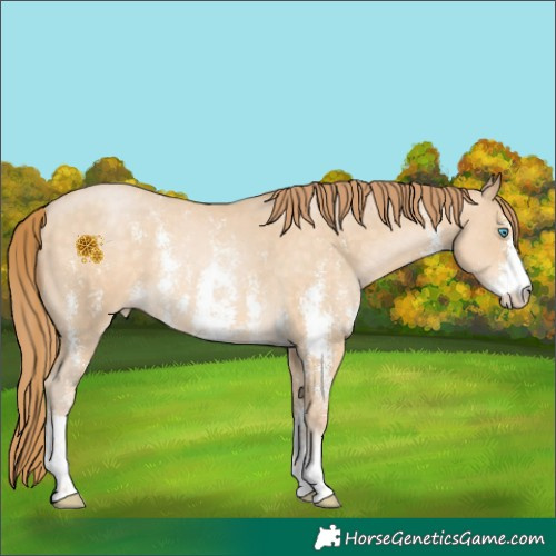 Horse Color:Buckskin Pearl Sabino Varnish 