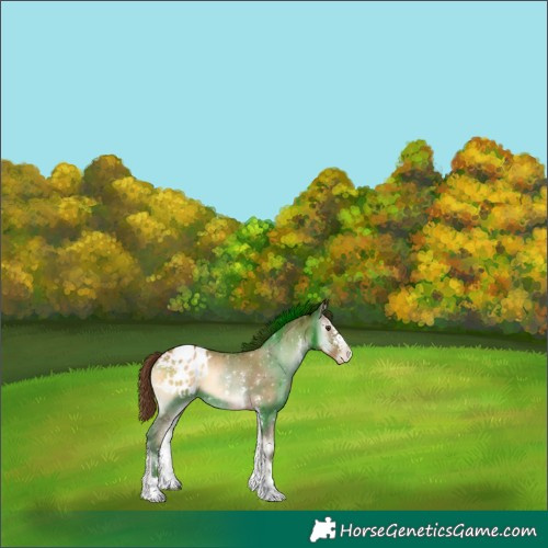 Horse Color:Gray Red Onyx Pearl Sabino Appaloosa 