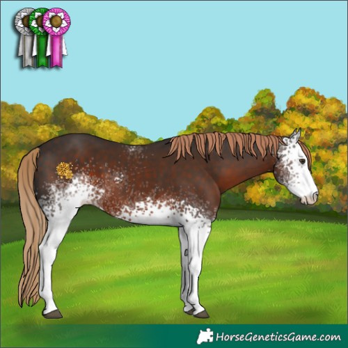 Horse Color:White Spotted Liver Chestnut Sabino 