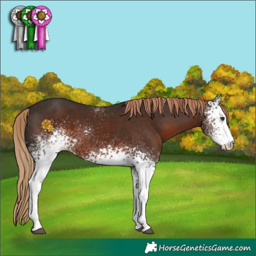 Horse Color:White Spotted Liver Chestnut Sabino 