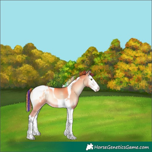 Horse Color:Painted Gold Champagne Onyx Splash Tobiano Varnish Rabicano 