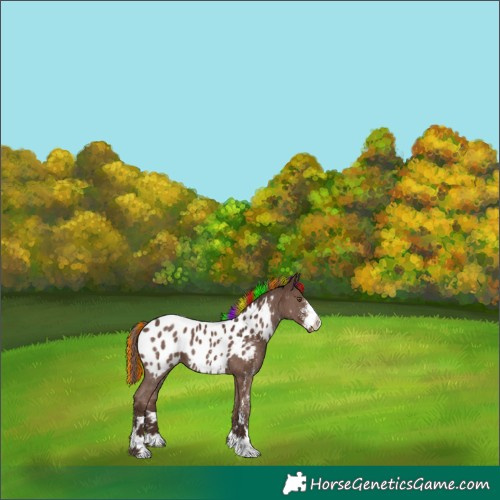 Horse Color:Painted Liver Chestnut Sabino Appaloosa 