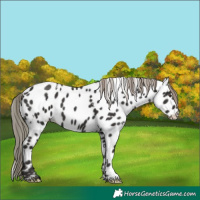 Horse Color:White Spotted Liver Chestnut Mushroom Near Leopard