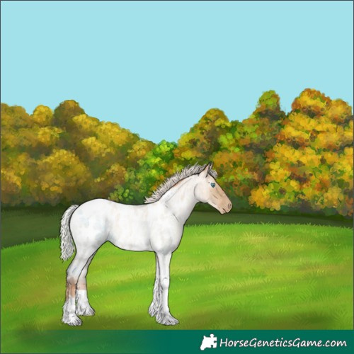 Horse Color:Gray Silver Classic Champagne Roan Pearl Dun Tobiano Appaloosa Rabicano 