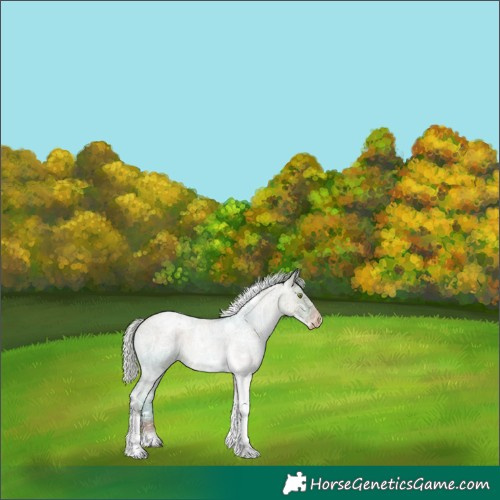 Horse Color:Silver Grullo Ice Roan Pearl Tobiano Frame Varnish Rabicano 