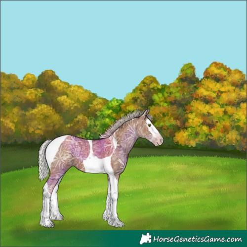 Horse Color:Gray Silver Classic Champagne Ice Splash Tobiano Varnish 
