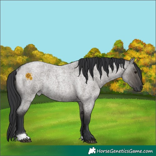 Horse Color:Grullo Roan Rabicano 