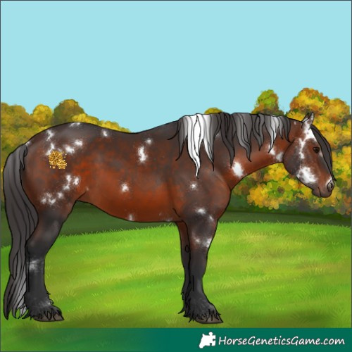 Horse Color:White Spotted Brown 