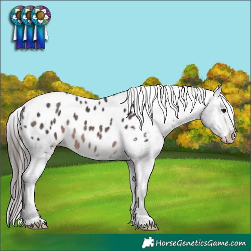 Horse Color:Platinum Brown Appaloosa 