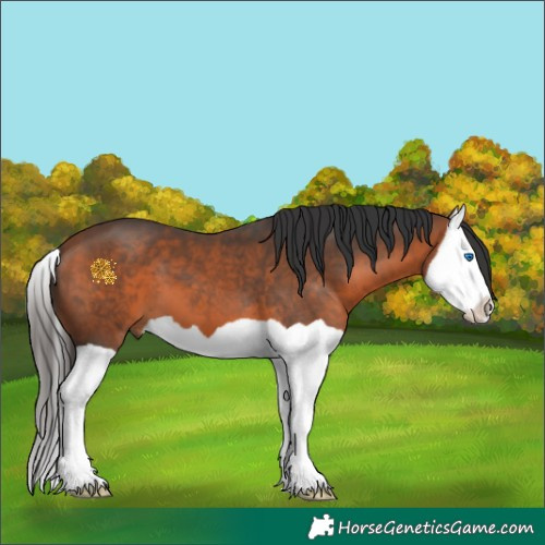 Horse Color:Bay Splash 