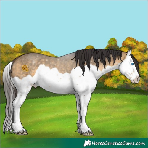 Horse Color:Buckskin Dun Splash 