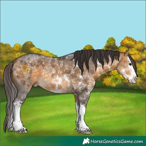 Horse Color:Buckskin Sabino Splash 
