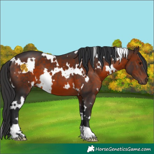 Horse Color:White Spotted Brown 