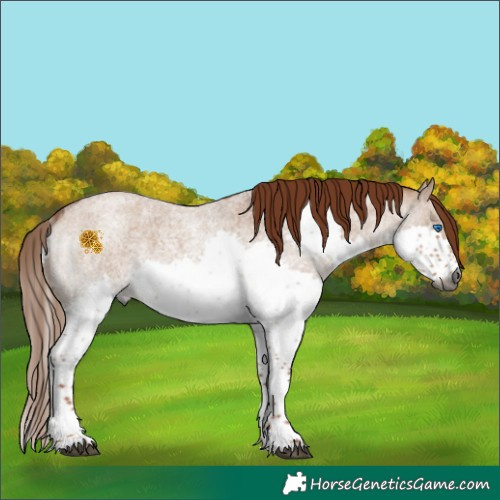 Horse Color:Gray Red Dun Roan Splash 