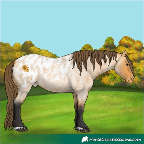 Horse Color:Buckskin Roan Appaloosa 