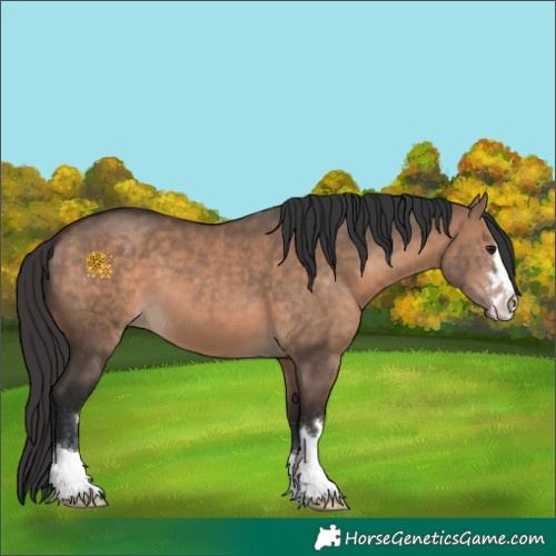 Horse Color:Bay Dun 