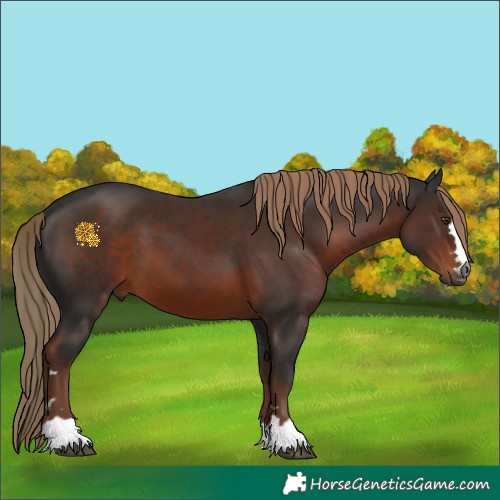Horse Color:Gray Liver Chestnut 