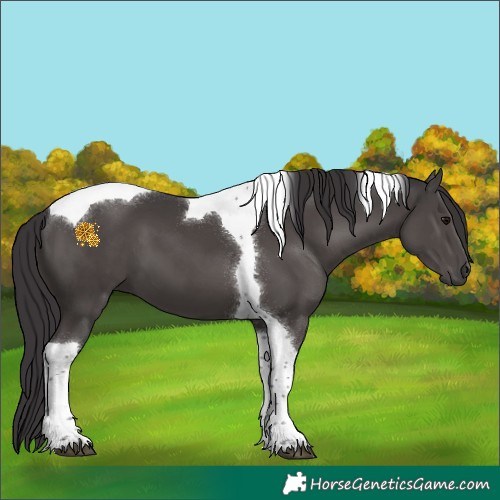 Horse Color:Smoky Black Tobiano 