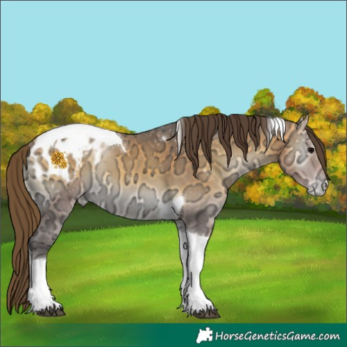 Horse Color:Buckskin Ice Onyx Tobiano Appaloosa 