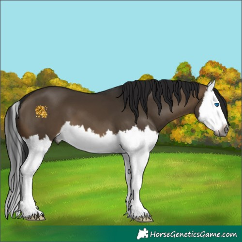 Horse Color:Gray Brown Dun Splash 