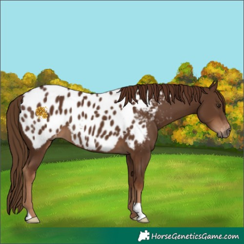 Horse Color:Gray Chestnut Appaloosa 