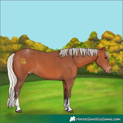 Horse Color:Silver Bay Sabino Appaloosa 