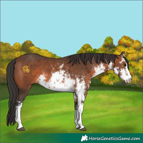 Horse Color:White Spotted Brown Sabino 