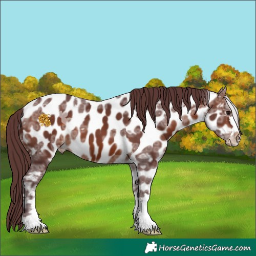 Horse Color:Chocolate Bay Ice Appaloosa 