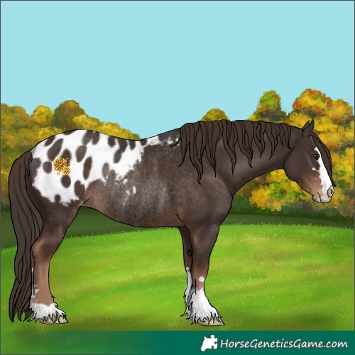 Horse Color:Liver Chestnut Appaloosa Rabicano 