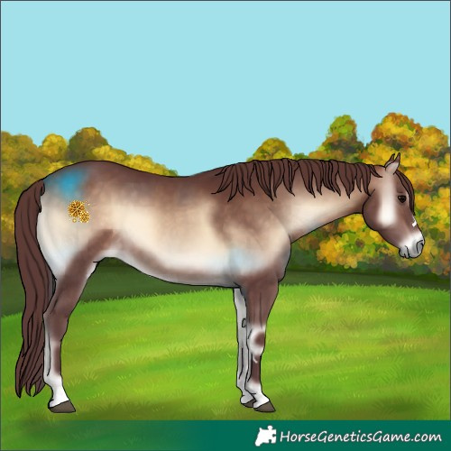 Horse Color:Chocolate Bay Onyx 