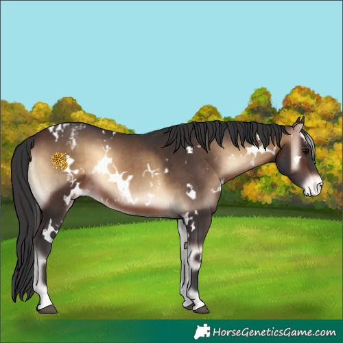 Horse Color:White Spotted Brown Onyx Appaloosa 