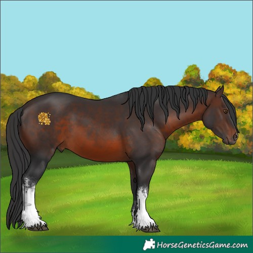 Horse Color:White Spotted Brown 