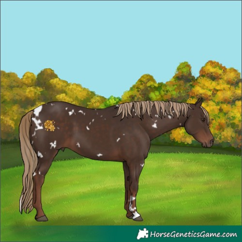 Horse Color:White Spotted Liver Chestnut 
