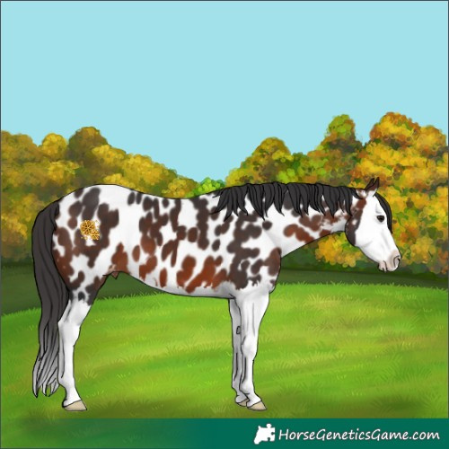 Horse Color:White Spotted Brown Splash Appaloosa 