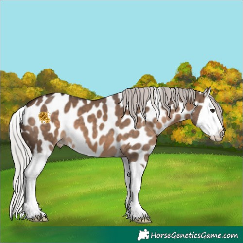 Horse Color:Silver Brown Dun Splash Appaloosa 