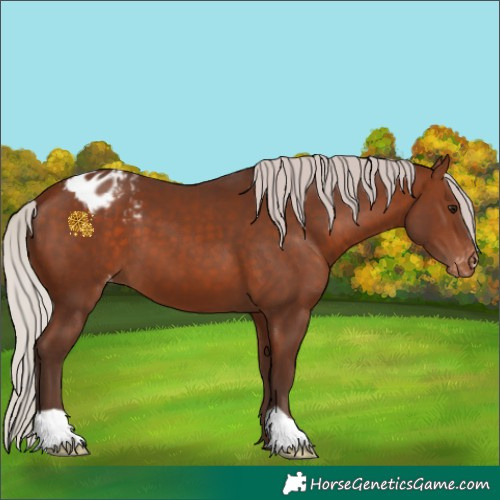Horse Color:Silver Bay Appaloosa 