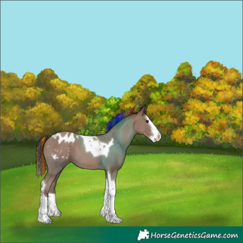 Horse Color:Painted Classic Champagne Splash Tobiano Appaloosa 