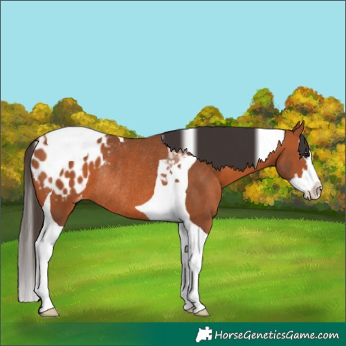 Horse Color:Bay Splash Tobiano Appaloosa Rabicano 