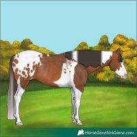 Horse Color:Bay Splash Tobiano Blanket Rabicano