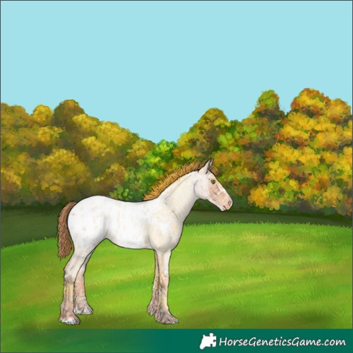 Horse Color:Gold Champagne Ice Roan Frame Appaloosa Rabicano