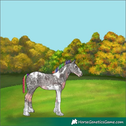 Horse Color:Gray Painted Silver Black Ice Tobiano Frame Appaloosa Rabicano 